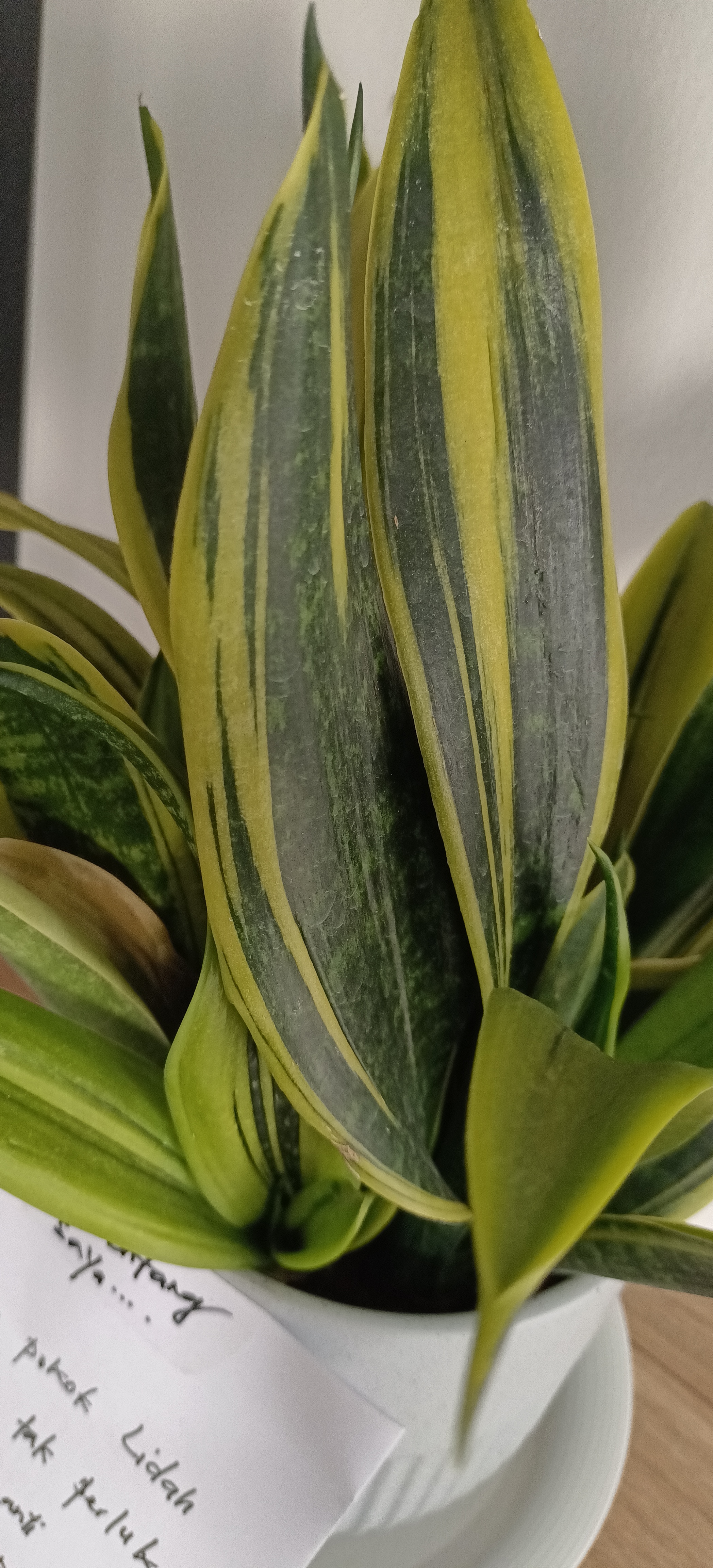 Click to view more details