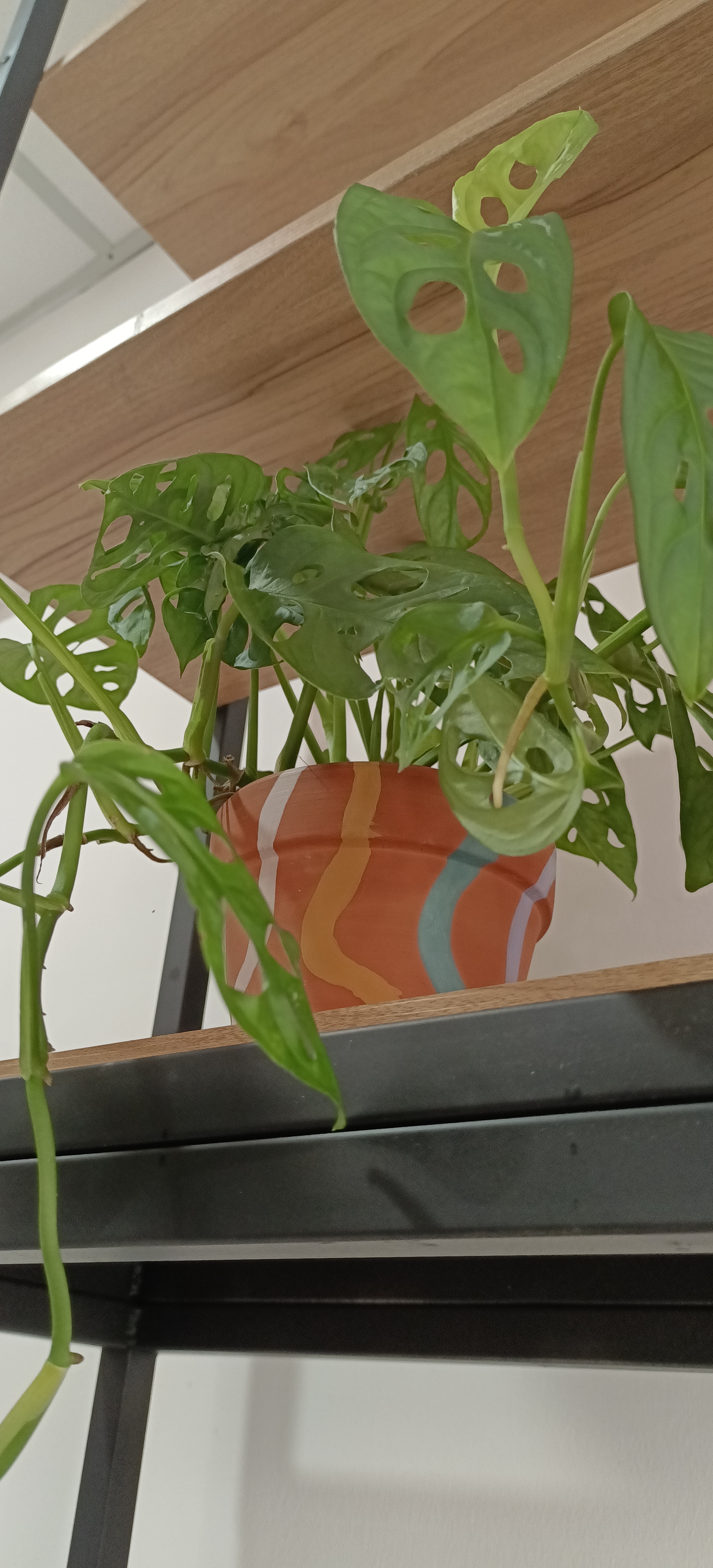 Click to view more details